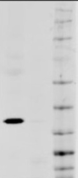 GAPDH Antibody, Novus Biologicals:Antibodies:Primary Antibodies
